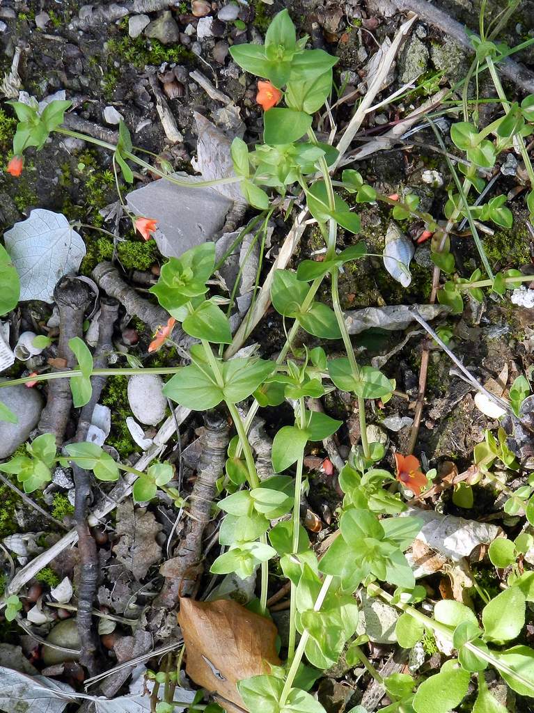 Lysimachia arvensis